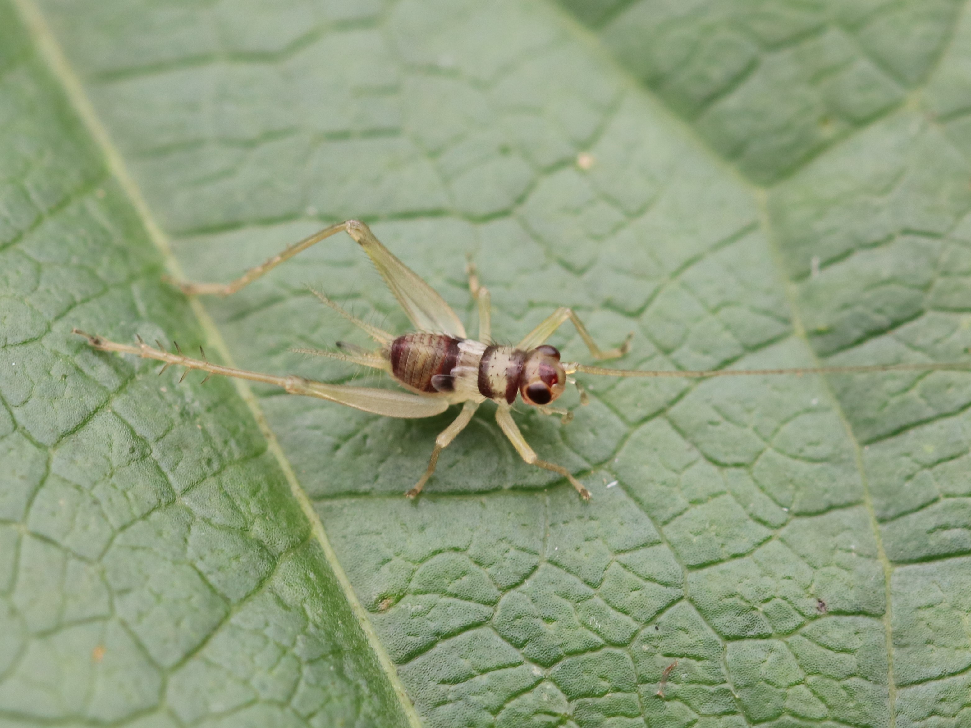 EXOXYR